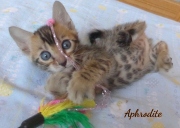 2020-04-20-Aphrodite-chatte-bengale-de-5-semaines-2
