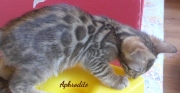 2020-05-22-Aphrodite-chatte-bengale-de-10-semaines-1