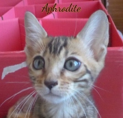 2020-05-22-Aphrodite-chatte-bengale-de-10-semaines-2