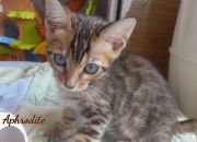 2020-05-28-Aphrodite-chatte-bengale-de-11-semaines-2