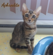 2020-06-16-Aphrodite-chatte-bengale-de-3-mois-3