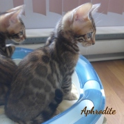 2020-06-16-Aphrodite-chatte-bengale-de-3-mois-4