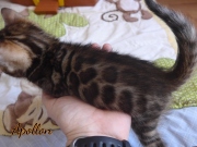 2020-04-15-Apollon-chat-bengal-de-1-mois-1