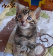 2020-04-15-Apollon-chat-bengal-de-1-mois-2