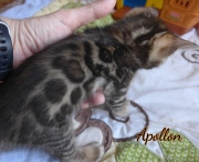 2020-04-15-Apollon-chat-bengal-de-1-mois-3