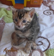 2020-04-15-Apollon-chat-bengal-de-1-mois-4