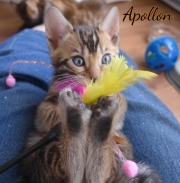2020-04-20-Apollon-chat-bengal-de-5-semaines-5