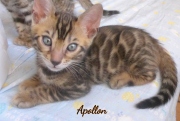 2020-05-02-Apollon-chat-bengal-de-7-semaines-6