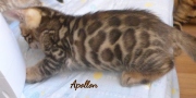 2020-05-02-Apollon-chat-bengal-de-7-semaines-7