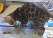 2020-06-16-Apollon-chat-bengal-de-3-mois-2