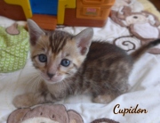 2020-04-15-Cupidon-chat-bengal-de-1-mois-1