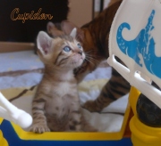 2020-04-15-Cupidon-chat-bengal-de-1-mois-3