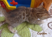 2020-04-15-Cupidon-chat-bengal-de-1-mois-4