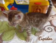 2020-04-15-Cupidon-chat-bengal-de-1-mois-5