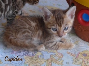 2020-04-20-Cupidon-chat-bengal-de-5-semaines-1