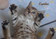 2020-04-20-Cupidon-chat-bengal-de-5-semaines-5