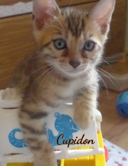 2020-05-02-Cupidon-chat-bengal-de-7-semaines-1