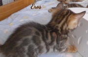 2020-05-02-Eros-chat-bengal-de-7-semaines-7