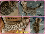 2014-06-19 Black pearl