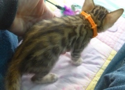 2022-01-26-5-semaines-Alysse-chaton-bengal-1