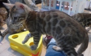 2022-04-02-15-semaines-Alysse-chaton-bengal-1