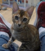 2022-04-02-15-semaines-Alysse-chaton-bengal-2