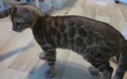 2022-04-02-15-semaines-Alysse-chaton-bengal-4