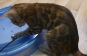 2022-04-02-15-semaines-Alysse-chaton-bengal-5