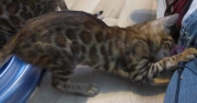 2022-04-02-15-semaines-Alysse-chaton-bengal-6