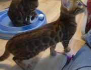 2022-04-02-15-semaines-Alysse-chaton-bengal-7