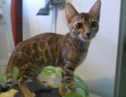 2022-04-02-15-semaines-Alysse-chaton-bengal-8