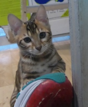 2022-04-02-15-semaines-Capucine-chaton-bengal-2