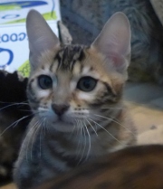 2022-04-02-15-semaines-Capucine-chaton-bengal-3