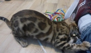 2022-04-02-15-semaines-Capucine-chaton-bengal-5