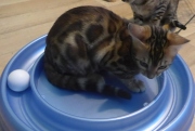 2022-04-02-15-semaines-Capucine-chaton-bengal-6