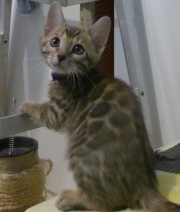 2022-03-27-12-semaines-Iris-chatte-bengale-2