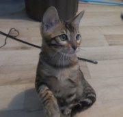 2022-04-02-15-semaines-Iris-chaton-bengal-1