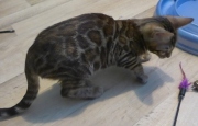 2022-04-02-15-semaines-Iris-chaton-bengal-3