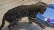 2022-04-02-15-semaines-Iris-chaton-bengal-4