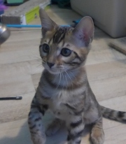 2022-04-02-15-semaines-Iris-chaton-bengal-5