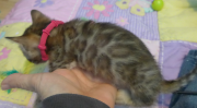 2022-01-26-5-semaines-Rose-chaton-bengal-5