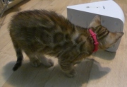 2022-03-27-12-semaines-Rose-chatte-bengale-2