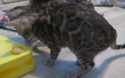 2022-04-02-15-semaines-Rose-chaton-bengal-1