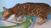 2022-04-02-15-semaines-Rose-chaton-bengal-4