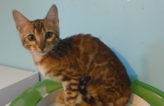 2022-04-02-15-semaines-Rose-chaton-bengal-5