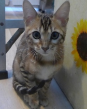 2022-04-02-15-semaines-Rose-chaton-bengal-6