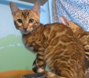 2022-04-02-15-semaines-Rose-chaton-bengal-7