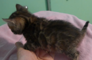 2022-01-26-5-semaines-Petunia-chaton-bengal-1