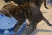 2022-04-02-15-semaines-Petunia-chaton-bengal-1