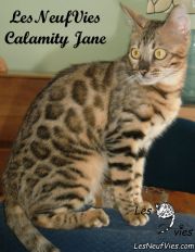 2014-08-19 Chat bengal - CALAMITY-JANE (2)